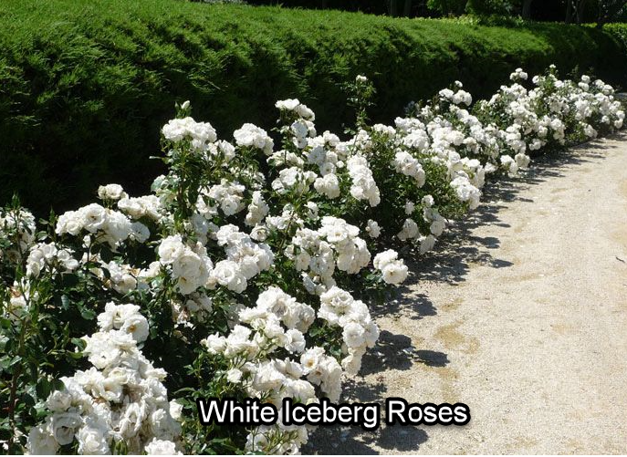 White Iceberg Roses